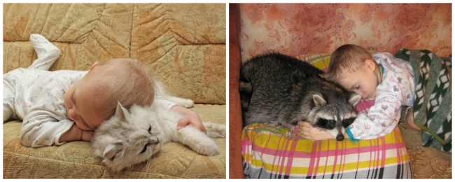 15 bức ảnh vui chứng tỏ mèo và gấu trúc có nhiều điểm chung